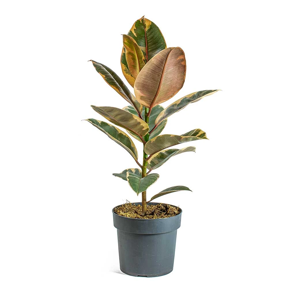 Ficus Elastica Belize - Pink Rubber Plant 6 Ficus Elastica Belize - Pink Rubber Plant - Image 6