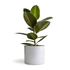 Hadleigh Plant Pot - White -Plant Supplies Sale Ficus elastica Melany Rubber Plant 14x45cm Hadleigh Plant Pot White 20x17.5cm