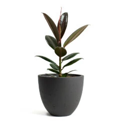 Mini Jesslyn Plant Pot - Black Washed -Plant Supplies Sale Ficus elastica Melany Rubber Plant Mini Jesslyn Plant Pot Black Washed