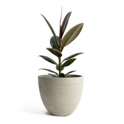 Mini Jesslyn Plant Pot - Grey Washed -Plant Supplies Sale Ficus elastica Melany Rubber Plant Mini Jesslyn Plant Pot Grey Washed