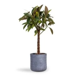 Angle Cylinder Plant Pot - Grey 11 Angle Cylinder Plant Pot - Grey -Plant Supplies Sale Ficus elastica Melany Rubber Plant Multi Stem 21x80cm Angle Cylinder Plant Pot Grey 24x24cm