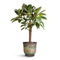 Aico Plant Pot - Shiny Blue -Plant Supplies Sale Ficus elastica Melany Rubber Plant Multi Stem 21x90cm Aico Plant Pot Shiny Blue 28x25cm