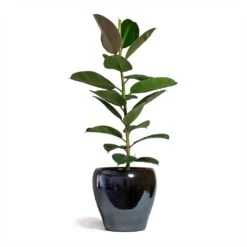 Amora Plant Pot - Anthracite Mirror -Plant Supplies Sale Ficus elastica Robusta Rubber Plant 21x60cm Amora Plant Pot Anthracite Mirror 32x32cm 2