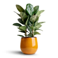 Charlotte Plant Pot - Spiced Ochre -Plant Supplies Sale Ficus elastica Robusta Rubber Plant 24x90cm Charlotte Plant Pot Spiced Ochre 33x30cm 83a67d95 e5ae 4b56 a995 46aac223f230