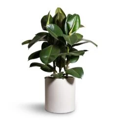 Max Refined Planter - Natural White 22 Max Refined Planter - Natural White -Plant Supplies Sale Ficus elastica Robusta Rubber Plant 24x90cm Max Refined Planter Natural White 29x29.5cm 2 a8c0d06e 6ccd 464a a80f fe6db16c8f8f