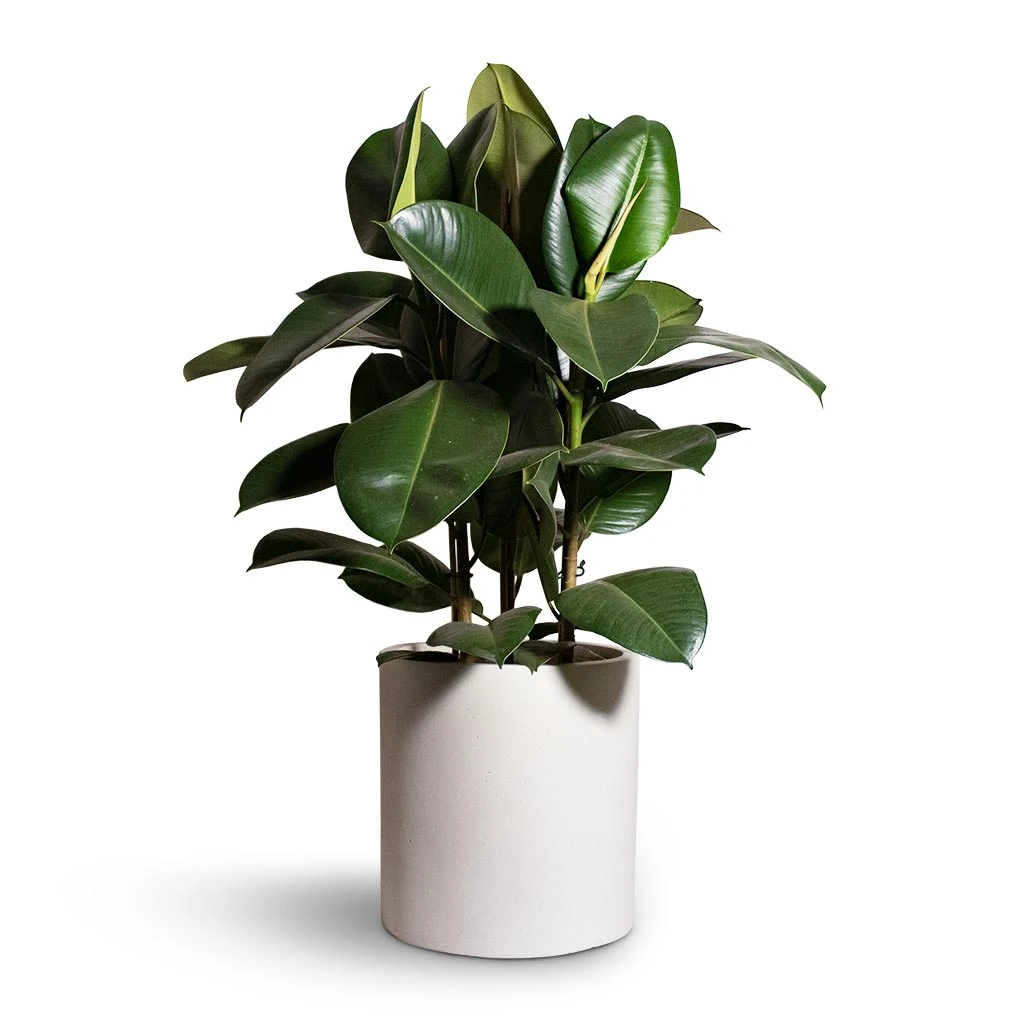 Max Refined Planter - Natural White 11 Max Refined Planter - Natural White - Image 11