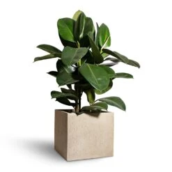 Raindrop Cube Planter - Stone 23 Raindrop Cube Planter - Stone -Plant Supplies Sale Ficus elastica Robusta Rubber Plant 24x90cm Raindrop Cube Planter Stone 30x30x27cm 2 c084050f 2079 4424 81d7 1eaa0e84923c
