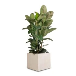 Raindrop Cube Planter - Stone 26 Raindrop Cube Planter - Stone -Plant Supplies Sale Ficus elastica Robusta Rubber Plant 30x110cm Raindrop Cube Planter Stone 40x40x36cm