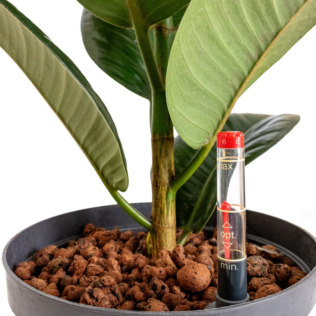 Ficus Elastica Robusta - Rubber Plant - HydroCare 2 Ficus Elastica Robusta - Rubber Plant - HydroCare - Image 2