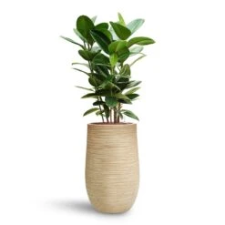Ficus Elastica Robusta - Rubber Plant - HydroCare 24 Ficus Elastica Robusta - Rubber Plant - HydroCare -Plant Supplies Sale Ficus elastica Robusta Rubber Plant HydroCare Dune Partner Planter Oat