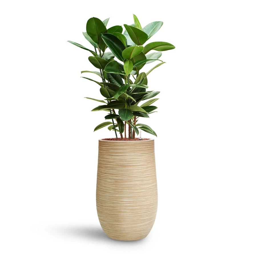 Ficus Elastica Robusta - Rubber Plant - HydroCare 7 Ficus Elastica Robusta - Rubber Plant - HydroCare - Image 7