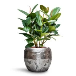 Ficus Elastica Robusta - Rubber Plant - HydroCare 29 Ficus Elastica Robusta - Rubber Plant - HydroCare -Plant Supplies Sale Ficus elastica Robusta Rubber Plant HydroCare Opus Raw Couple Planter Silver