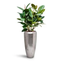 Opus Raw Partner Planter - Silver -Plant Supplies Sale Ficus elastica Robusta Rubber Plant HydroCare Opus Raw Partner Planter Silver 2e0ba180 fea9 4643 aee5 8288dc411343