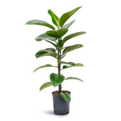 Ficus Elastica Robusta - Rubber Plant - HydroCare