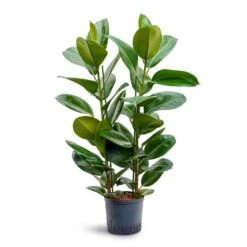 Ficus Elastica Robusta - Rubber Plant - HydroCare 23 Ficus Elastica Robusta - Rubber Plant - HydroCare -Plant Supplies Sale Ficus elastica Robusta Rubber Plant Hydroculture 22 19x100cm 2stem
