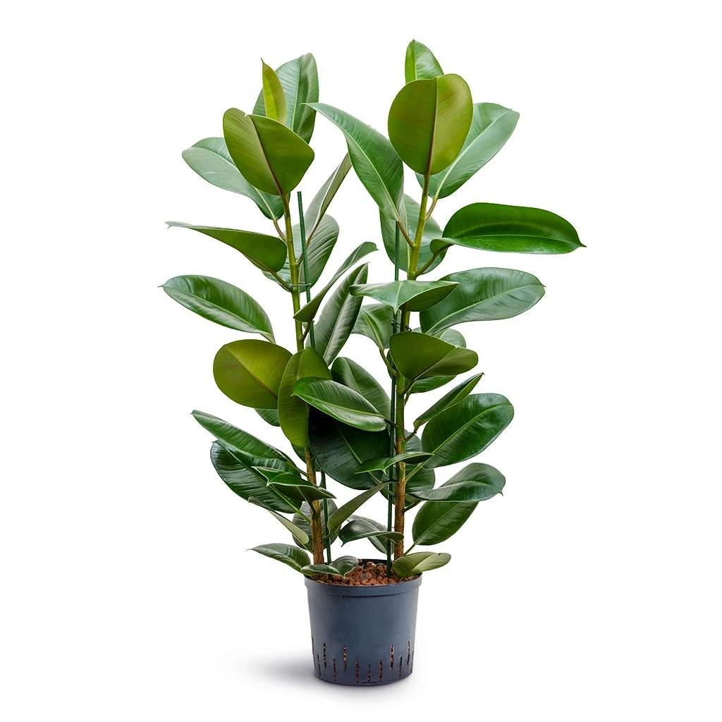 Ficus Elastica Robusta - Rubber Plant - HydroCare 6 Ficus Elastica Robusta - Rubber Plant - HydroCare - Image 6