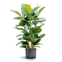 Ficus Elastica Robusta - Rubber Plant - HydroCare 33 Ficus Elastica Robusta - Rubber Plant - HydroCare -Plant Supplies Sale Ficus elastica Robusta Rubber Plant Hydroculture 25 19x120cm 3stem