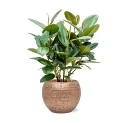 Ficus Elastica Robusta - Rubber Plant - HydroCare 31 Ficus Elastica Robusta - Rubber Plant - HydroCare -Plant Supplies Sale Ficus elastica Robusta Rubber Plant Hydroculture Opus Hammered Globe Planter Gold