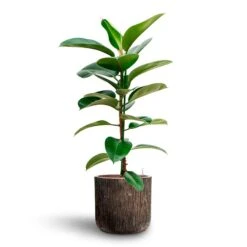 Ficus Elastica Robusta - Rubber Plant - HydroCare 21 Ficus Elastica Robusta - Rubber Plant - HydroCare -Plant Supplies Sale Ficus elastica Robusta Rubber Plant HydrocultureLuxe Lite Waterfall Cylinder Planter Bronze