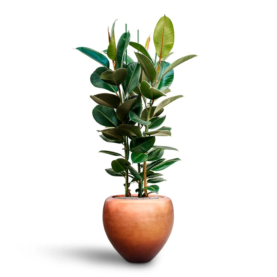 Ficus Elastica Robusta - Rubber Plant - HydroCare 13 Ficus Elastica Robusta - Rubber Plant - HydroCare - Image 13