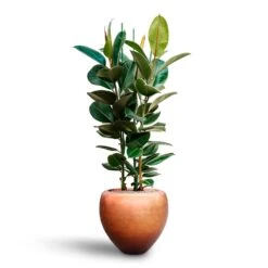 Metallic Couple Plant Pot - Matt Copper -Plant Supplies Sale Ficus elastica Robusta Rubber Plant HydrocultureMetallic Couple Plant Pot Matt Copper b60f0eae b9ef 44a5 84c2 309f7ffd6a61