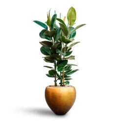 Metallic Couple Plant Pot - Matt Honey -Plant Supplies Sale Ficus elastica Robusta Rubber Plant HydrocultureMetallic Couple Plant Pot Matt Honey 4d2feb1b 3032 444e a393 bcb03205de39