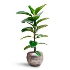 Ficus Elastica Robusta - Rubber Plant - HydroCare 20 Ficus Elastica Robusta - Rubber Plant - HydroCare -Plant Supplies Sale Ficus elastica Robusta Rubber Plant HydrocultureOpus Hammered Globe Planter Silver