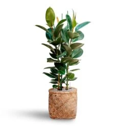 Ficus Elastica Robusta - Rubber Plant - HydroCare 28 Ficus Elastica Robusta - Rubber Plant - HydroCare -Plant Supplies Sale Ficus elastica Robusta Rubber Plant HydrocultureZayn Bamboo Planter