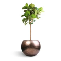 Metallic Globe Plant Pot - Matt Coffee 18 Metallic Globe Plant Pot - Matt Coffee -Plant Supplies Sale Ficus elastica Robusta Rubber Plant Straight Stem 30x120cm Metallic Globe Plant Pot Matt Coffee 50x37cm