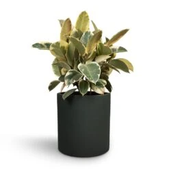 Puk Refined Planter - Pine Green -Plant Supplies Sale Ficus elastica Tineke Rubber Plant 24x60cm Max Refined Planter Pine Green 29x29.5cm ab424e6e 891d 438c 8ca9 9bde69c1eae0