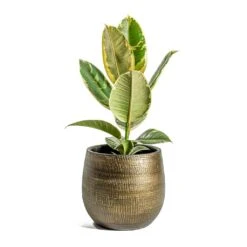 Ryan Plant Pot - Shiny Gold -Plant Supplies Sale Ficus elastica Tineke Rubber Plant Ryan Plant Pot Shiny Gold