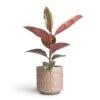 Ficus Elastica Belize - Pink Rubber Plant