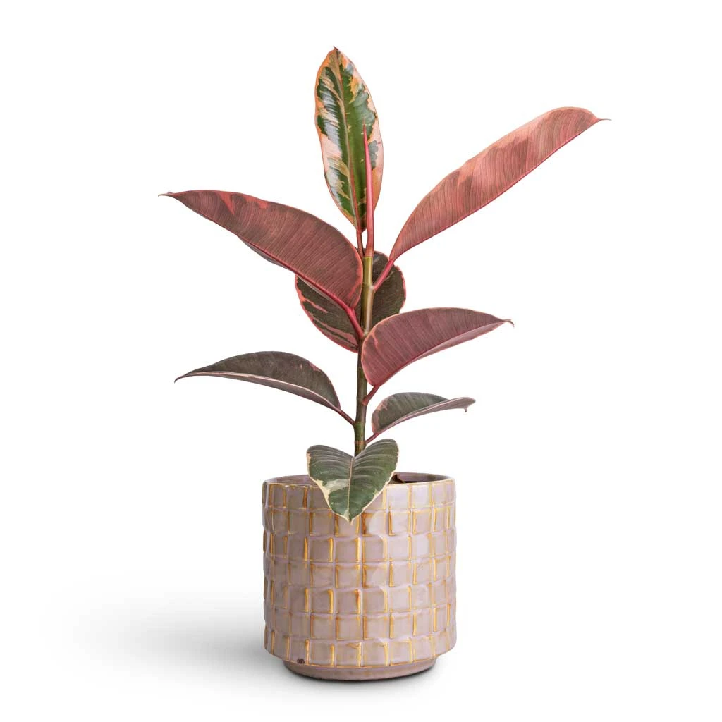 Ficus Elastica Belize - Pink Rubber Plant 1 Ficus Elastica Belize - Pink Rubber Plant