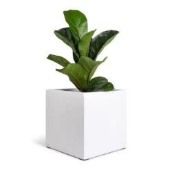 Fleur Essentials Planter - Matt White -Plant Supplies Sale Ficus lyrata Bambino Dwarf Fiddle Leaf Fig 12x35cm 1 stem Fleur Planter Matt White 20x20x20cm