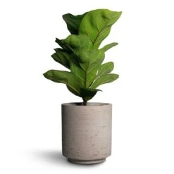 Suzi Plant Pot - Grey Washed -Plant Supplies Sale Ficus lyrata Bambino Dwarf Fiddle Leaf Fig 12x35cm 1stem Suzi Plant Pot Grey Washed 15x16 1
