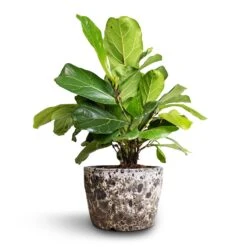 Lava Couple Straight Relic Planter - Black -Plant Supplies Sale Ficus lyrata Bambino Dwarf Fiddle Leaf Fig 21x50cm 2stems Lava Couple Straight Relic Planter Black 25x17cm ce7a5460 3eda 4320 904f 02321093777c
