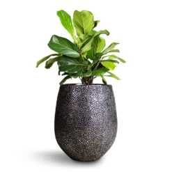 Opus Hit Darcy Planter - Silver 27 Opus Hit Darcy Planter - Silver -Plant Supplies Sale Ficus lyrata Bambino Dwarf Fiddle Leaf Fig 21x50cm 2stems Opus Hit Darcy Planter Silver 38x42cm 8eff2ae2 dac9 4dcb 9091 c7bf9cd339ef