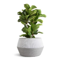 Low Harley Plant Pot - Ridged White Stripe -Plant Supplies Sale Ficus lyrata Bambino Dwarf Fiddle Leaf Fig 21x80cm 3 stems Low Harley Plant Pot Ridged White Stripe 36x22cm