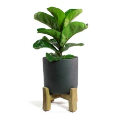 Charlie Plant Pot - Low Stand - Black Washed -Plant Supplies Sale Ficus lyrata Bambino Dwarf Fiddle Leaf Fig Charlie Plant Pot Low Stand Black Washed