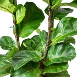 Ficus Lyrata Bambino - HydroCare -Plant Supplies Sale Ficus lyrata Bambino Dwarf Fiddle Leaf Fig Leaves Hydro