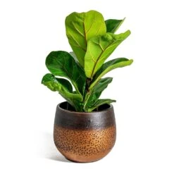 Mya Plant Pot - Shiny Mocha -Plant Supplies Sale Ficus lyrata Bambino Dwarf Fiddle Leaf Fig Mya Plant Pot Shiny Mocha 15cm 89638590 476d 41a9 8678 3e5a64354824