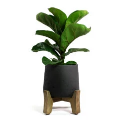 Patt Plant Pot - Low Stand - Black Washed -Plant Supplies Sale Ficus lyrata Bambino Dwarf Fiddle Leaf Fig Patt Plant Pot Low Stand Black Washed