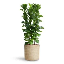 Ficus Lyrata Bambino - HydroCare -Plant Supplies Sale Ficus lyrata Bambino HydroCare Dune Cylinder Planter Oat