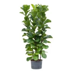 Ficus Lyrata Bambino - HydroCare -Plant Supplies Sale Ficus lyrata Bambino Hydroculture 28 19x120cm 4Stems