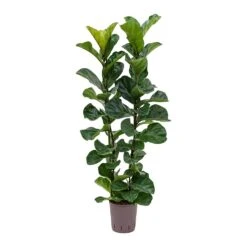 Ficus Lyrata Bambino - HydroCare -Plant Supplies Sale Ficus lyrata Bambino Indoor Plant Hydroculture 18 19 120cm Stems