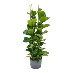 Ficus Lyrata Bambino - HydroCare -Plant Supplies Sale Ficus lyrata Bambino Indoor Plant Hydroculture 25 19 130cm 3 Stems