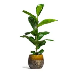 Lindy Plant Pot - Ochre 29 Lindy Plant Pot - Ochre -Plant Supplies Sale Ficus lyrata Fiddle Leaf Fig 17x60cm 1 stem Lindy Plant Pot Ochre 23x20cm 2 bacff52a 46f0 4ca7 a287 adbc8f20e405