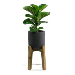 Charlie Plant Pot - Tall Stand - Black Washed 11 Charlie Plant Pot - Tall Stand - Black Washed -Plant Supplies Sale Ficus lyrata Fiddle Leaf Fig Charlie Plant Pot Tall Stand Black Washed