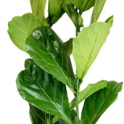 Ficus Lyrata - HydroCare -Plant Supplies Sale Ficus lyrata Fiddle Leaf Fig Leaves b7b8dbd5 239b 4336 ba3b e63dc591822c
