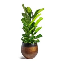 Mya Plant Pot - Shiny Mocha -Plant Supplies Sale Ficus lyrata Fiddle Leaf Fig Mya Plant Pot Shiny Mocha 42cm c4532f4d 912e 450c 885d 734e1e0e1685